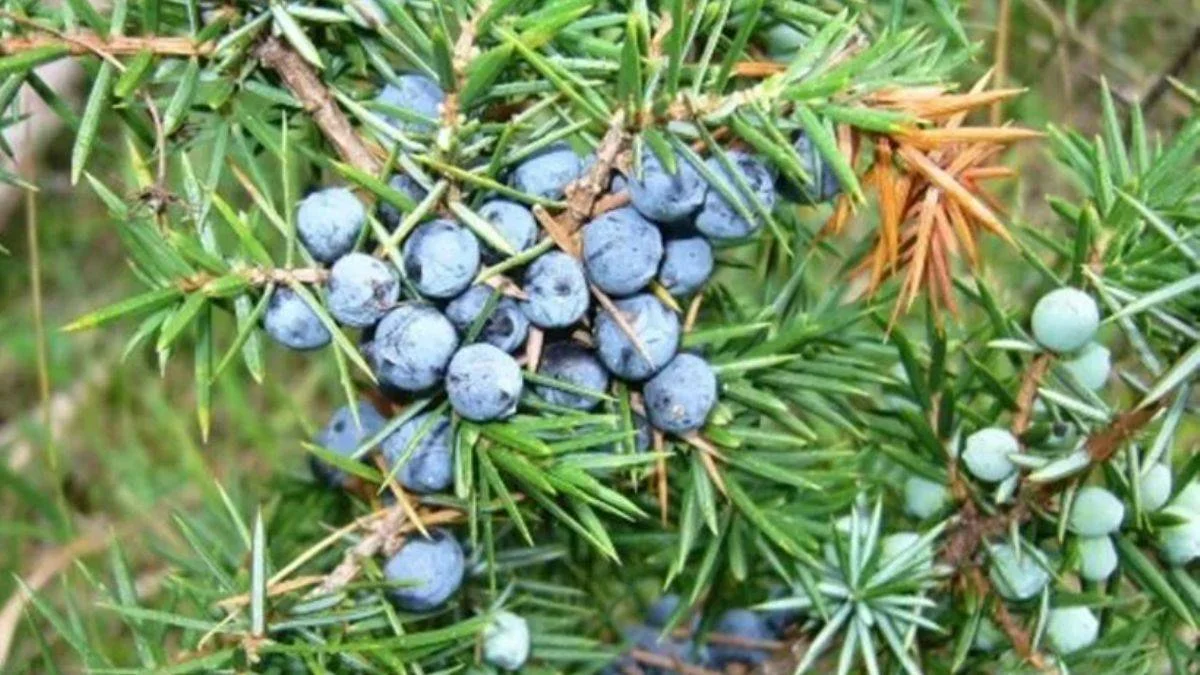 Doğal bir ağrı kesici; ardıç yağı