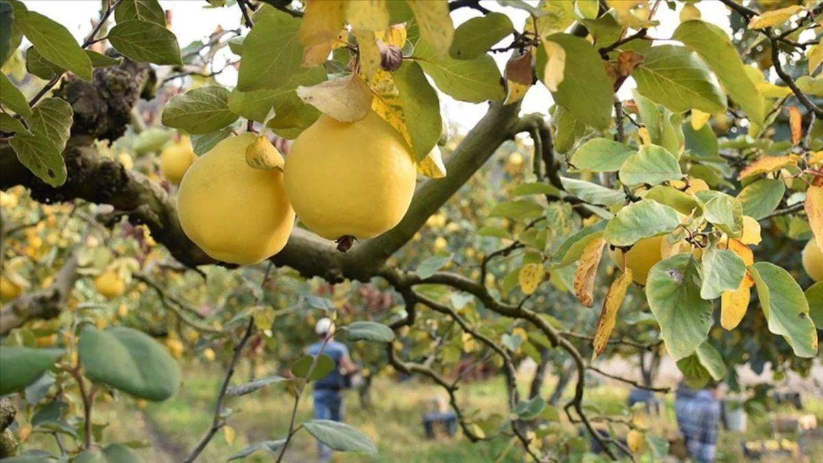 Eşsiz 'Osmaneli ayvası'nda hasat başladı; fiyat uygun