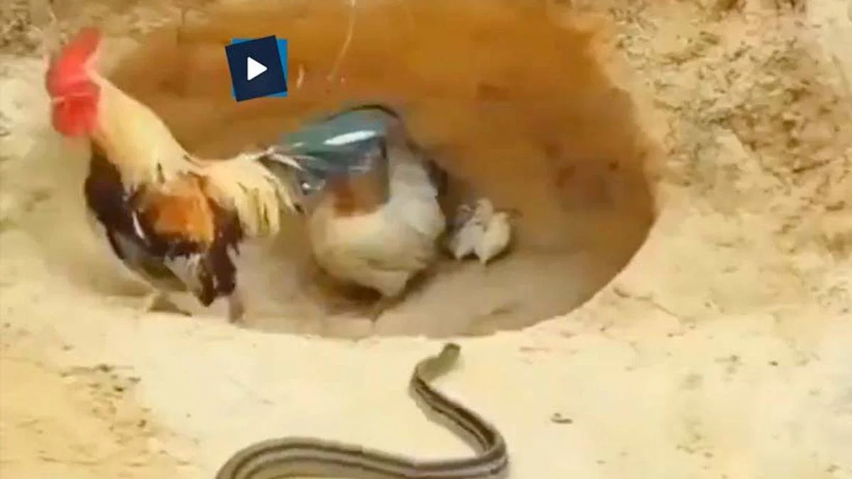 Horoz yılanı görünce arazi oluyor, cesur tavuk ise yavrularını yılana kaptırmıyor