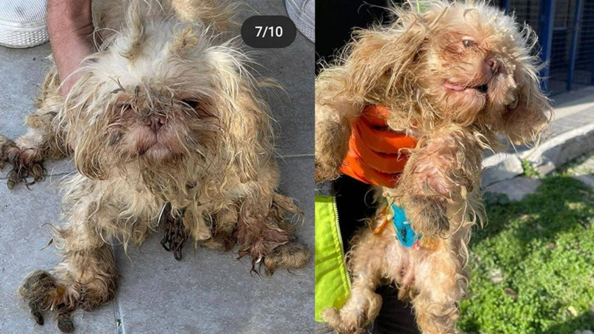 İzmir'de yürek burkan köpek görüntüleri!