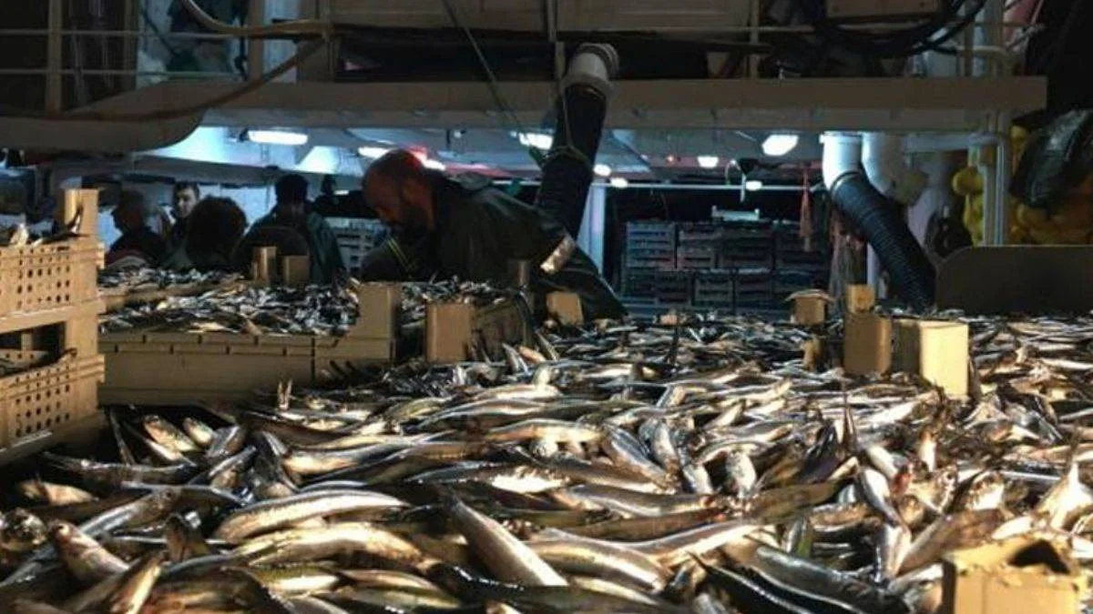 Karadeniz'de hamsi bolluğu: Balıkçılar limana 100 ton hamsiyle döndü