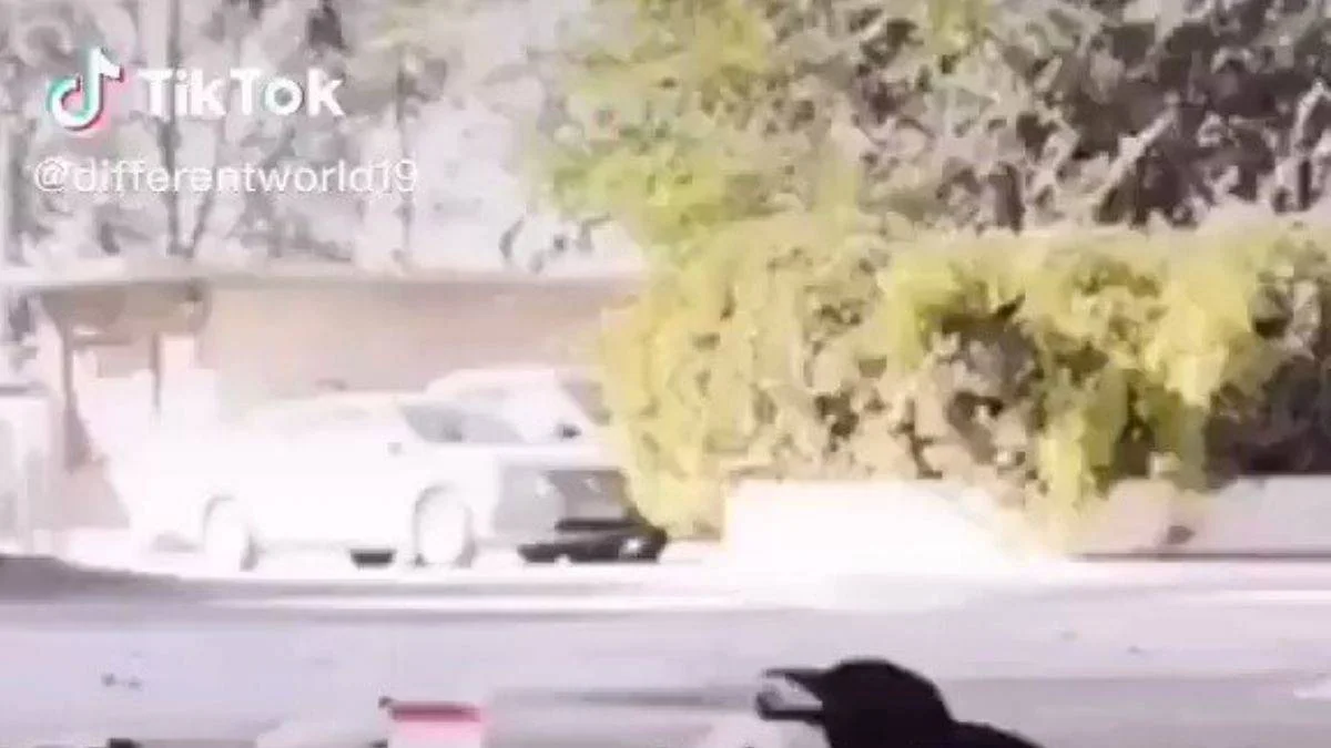 Kargalar sandığınızdan çok daha zeki! İşte kanıtı