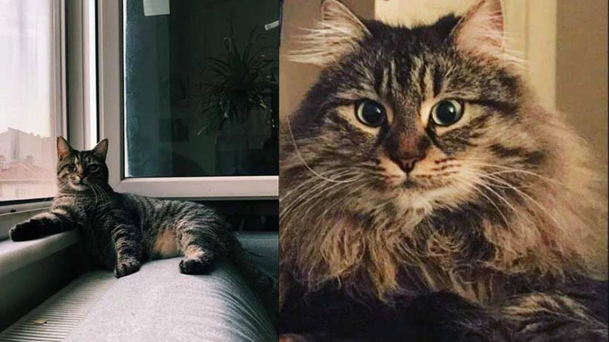 Kediler sizi görmeseler bile, nerede olduğunuzu nasıl bilebiliyor?