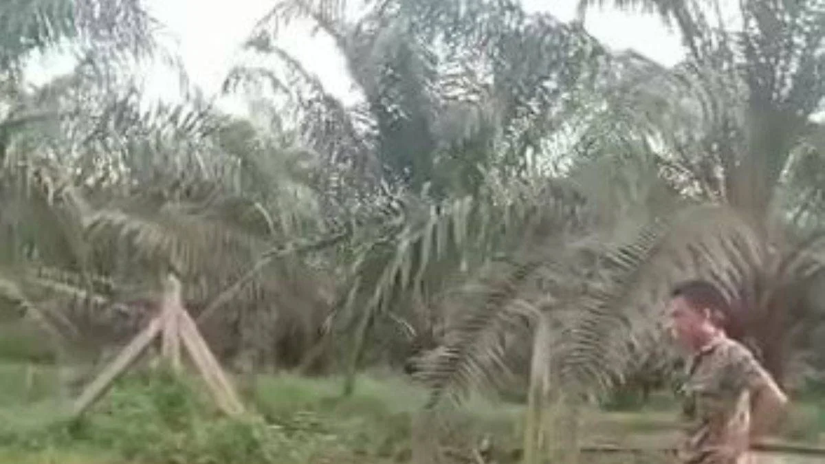 Malezya askeri kral kobrayı inanılmaz hamle ile yakalıyor