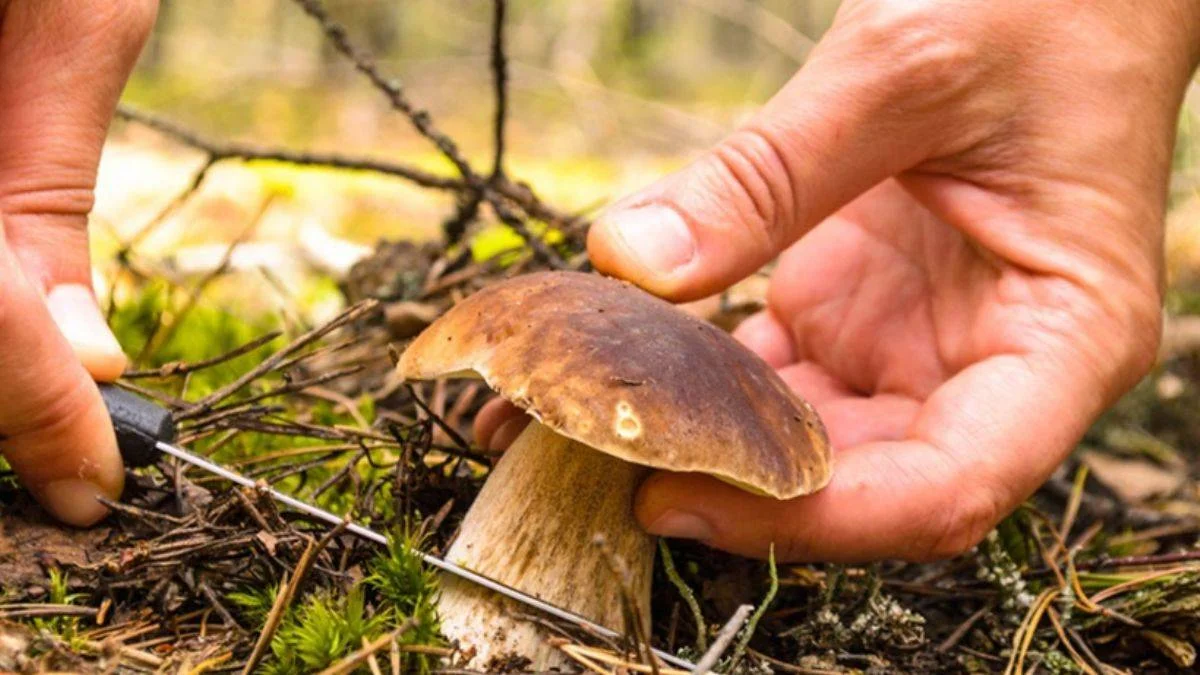 Mantarın zehirli olup olmadığını nasıl anlarız?