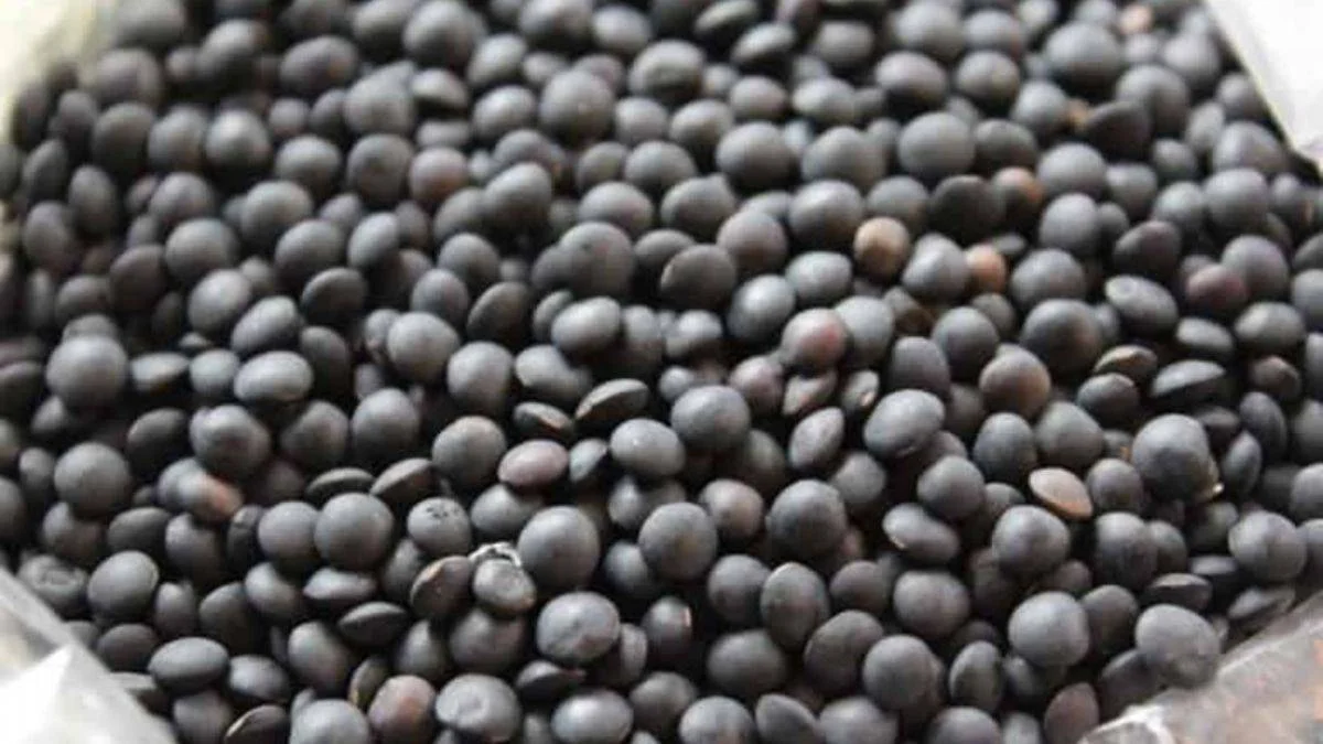 Siyah mercimek beluga nedir?
