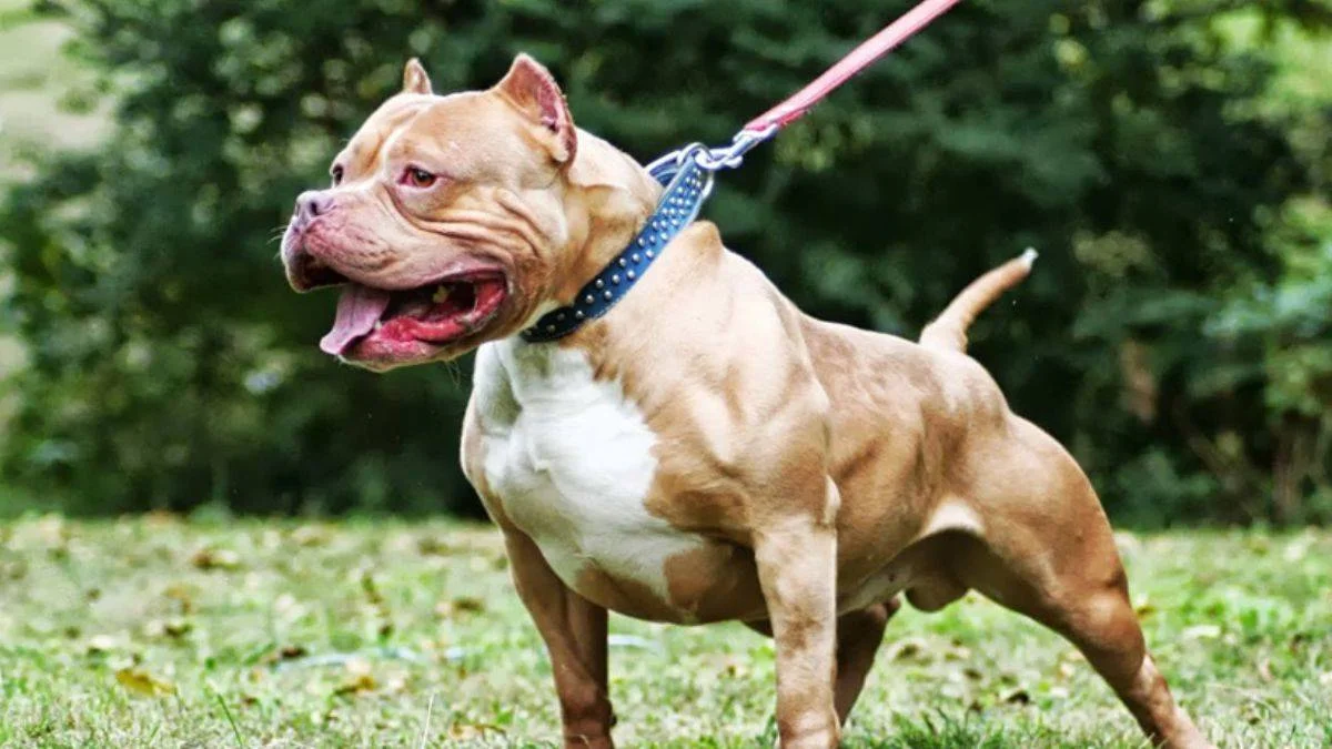 14 Ocak tarihine dikkat! ''Tehlikeli'' köpekler sokaklara bırakılabilir