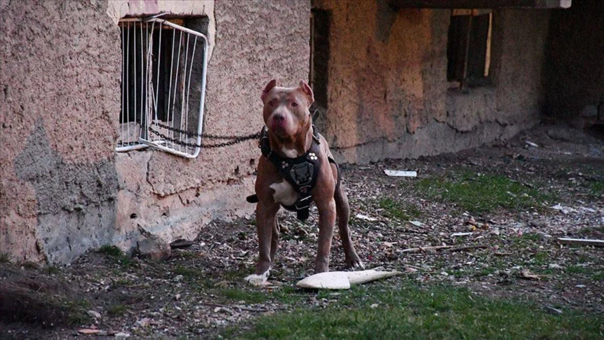 30 bin Pitbull ihbarı, 1740 adli işlem yapıldı