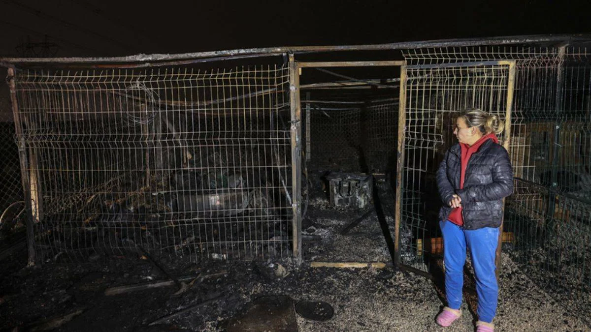 Ankara'da 55 köpek son anda kurtarıldı: Barınak kül oldu