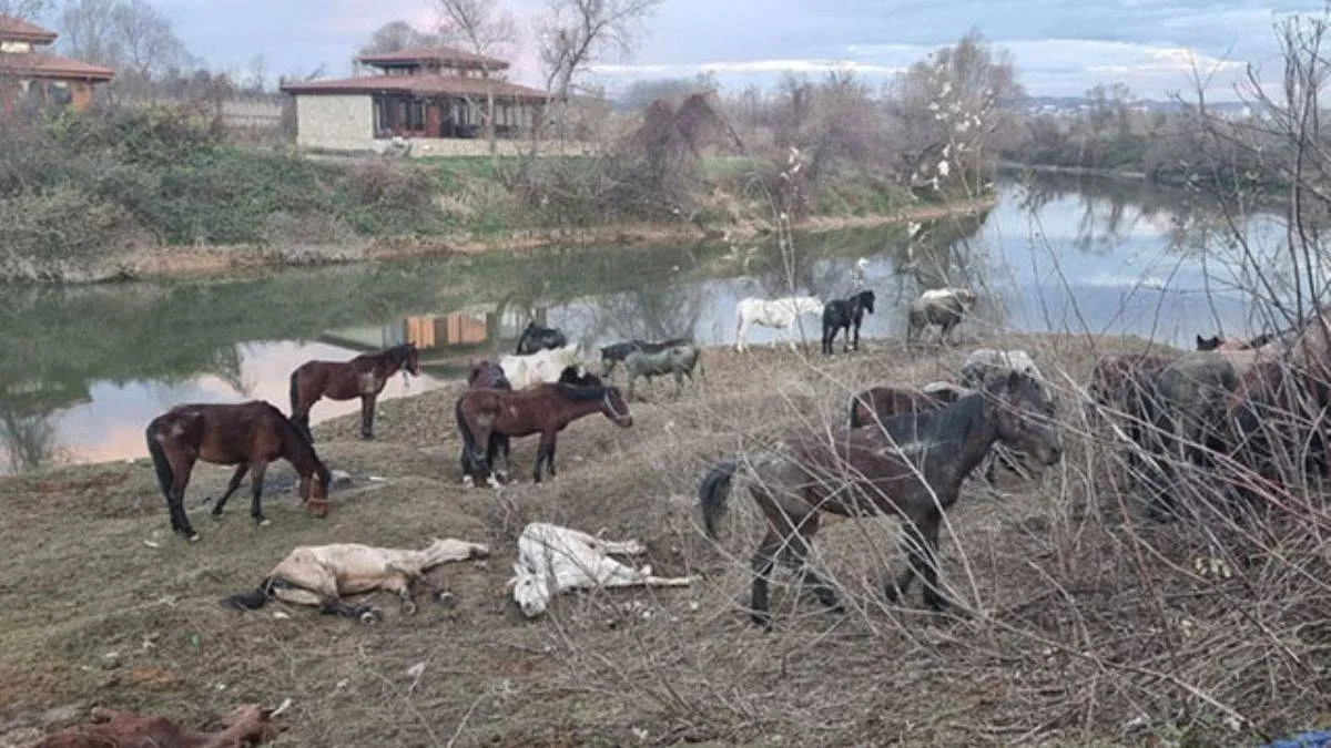 Atların kesildiği ihbarına jandarma son anda yetişti