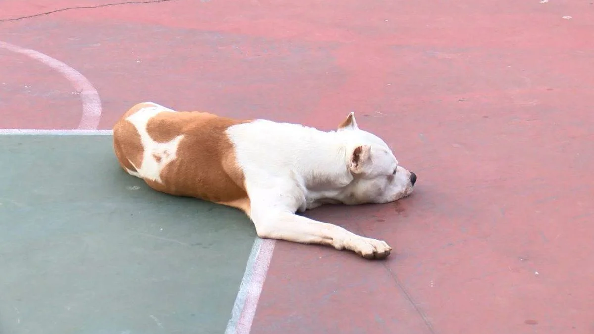 Basketbol oynayanlara pitbull saldırısı: 2 yaralı