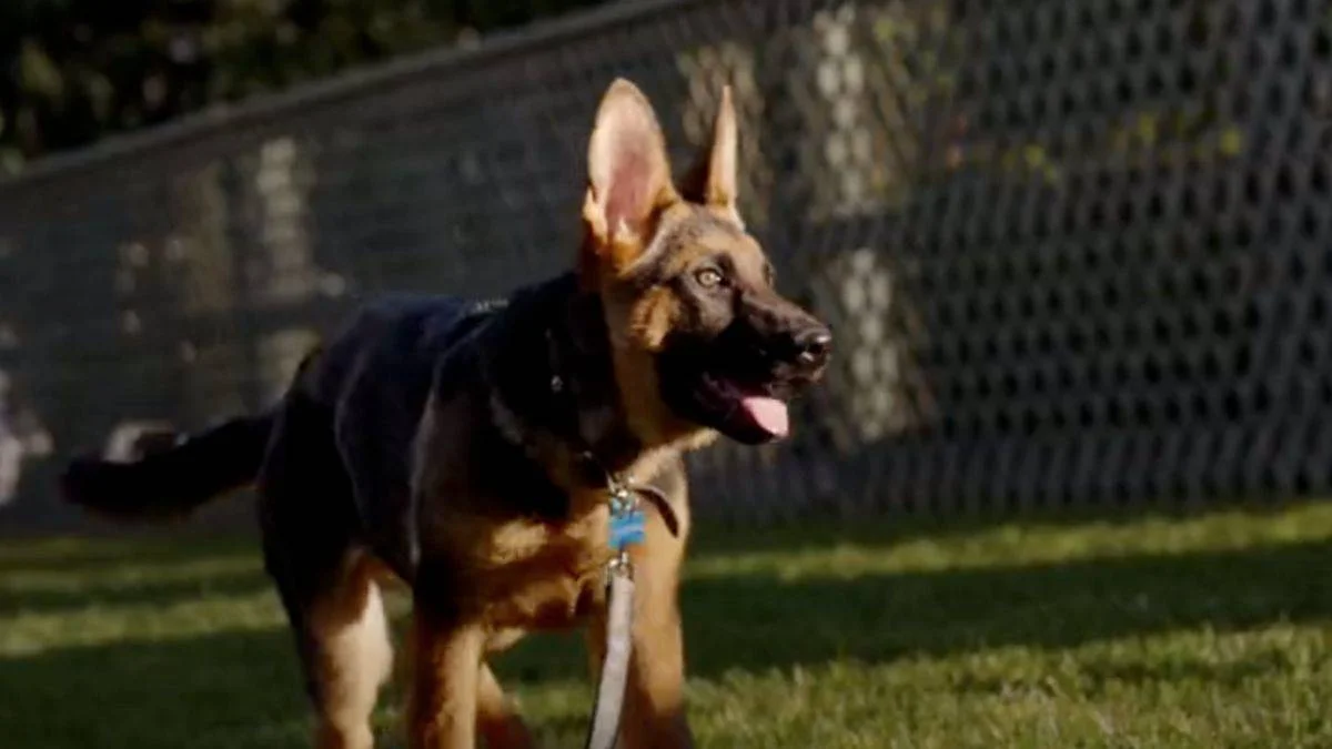 Biden, Beyaz Saray'a yeni bir köpek aldı