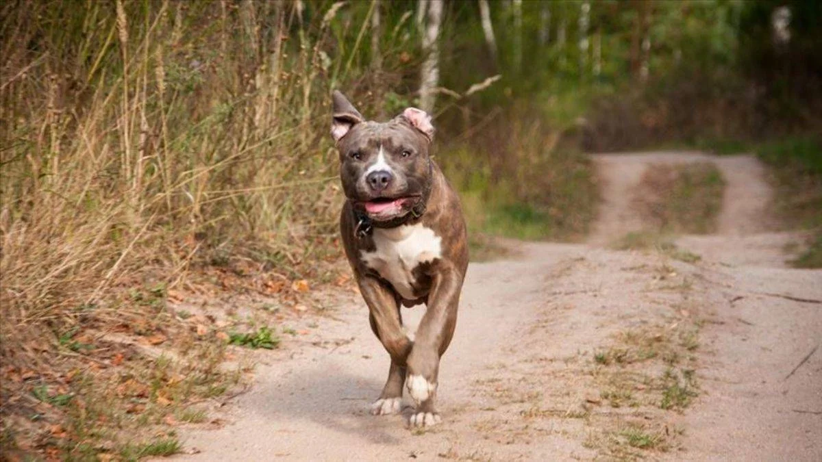 Denizli'de pitbull saldırısı; 1 çocuk yaralı