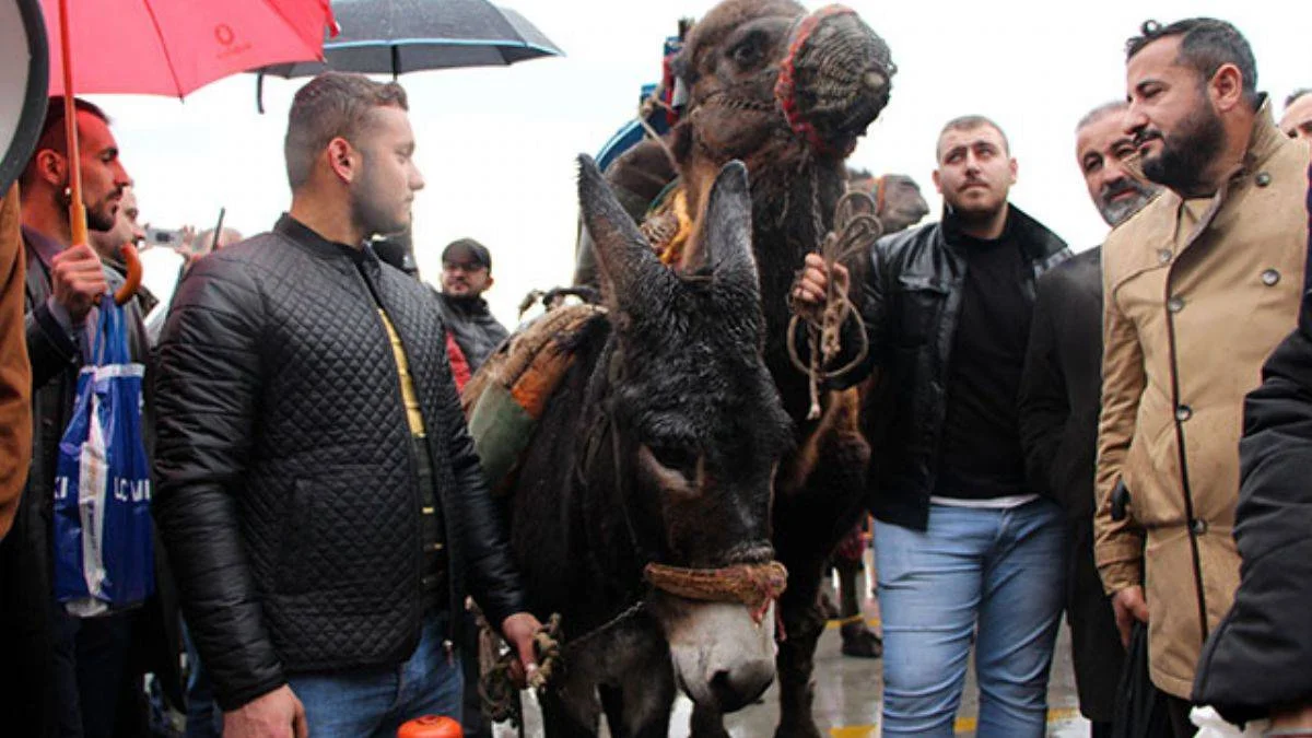 Develi, eşekli PCR protestosu