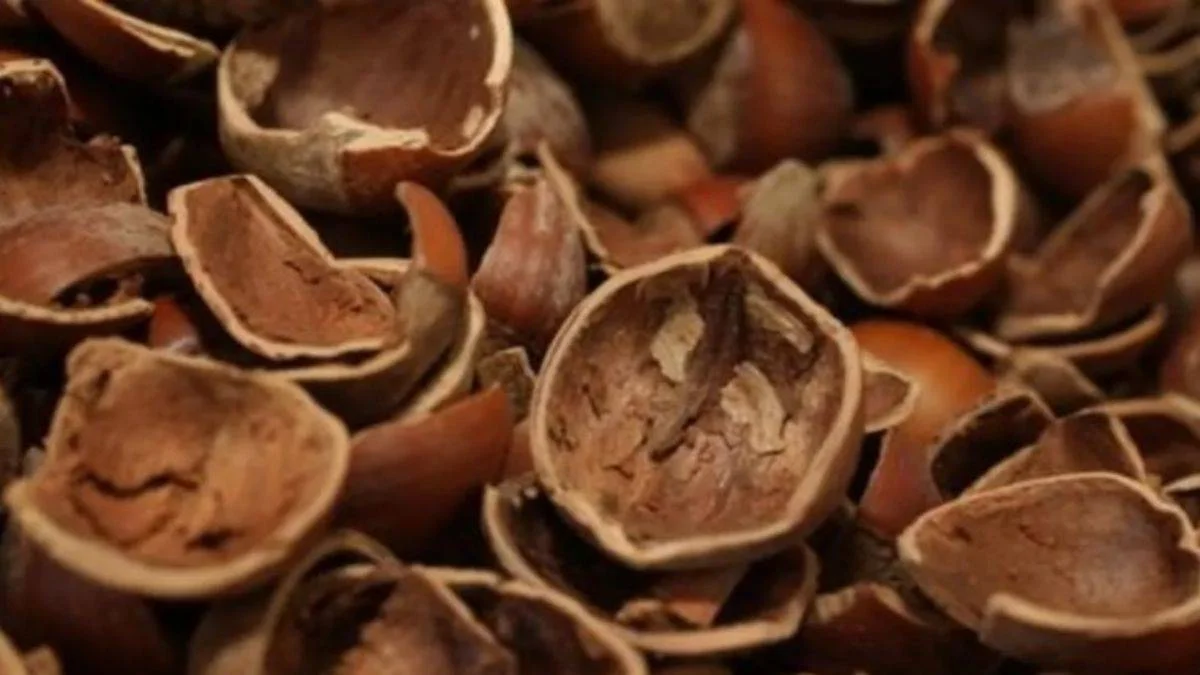Fındık kabuğu kanserli hücre oluşumunu önlüyor