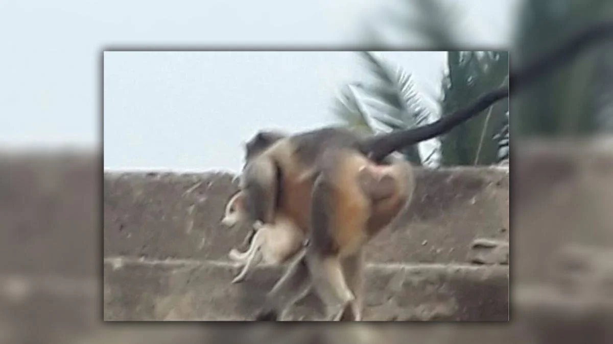 Hindistan'da maymunlar köpeklere savaş açtı: 250 köpek öldü