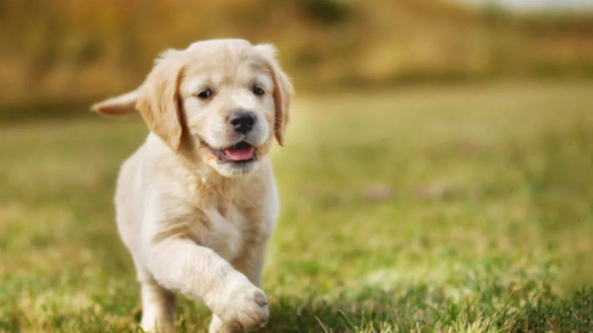 Köpeğinize asla bu besinleri vermeyin!