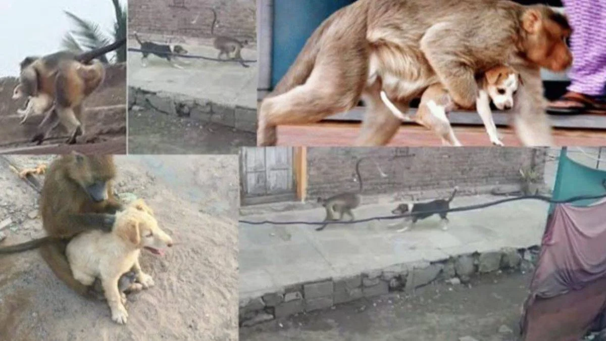 Maymunlar 250 köpeği öldürdü!