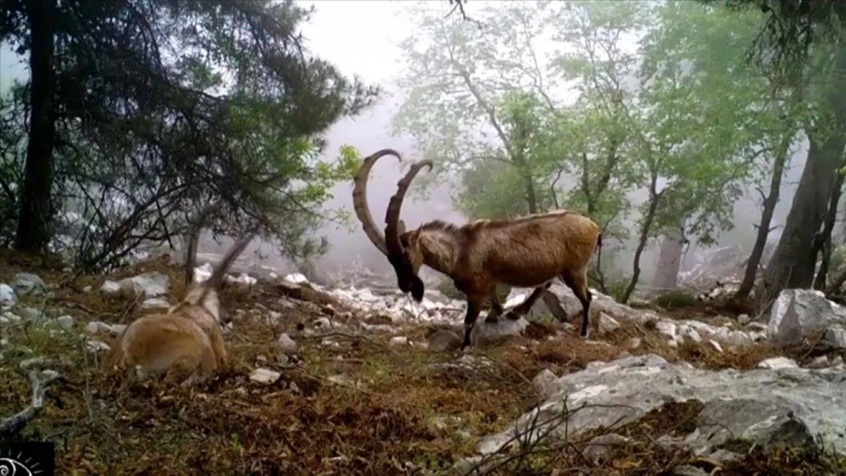 Toros dağlarında yaban keçilerinin tokuşma görüntüleri