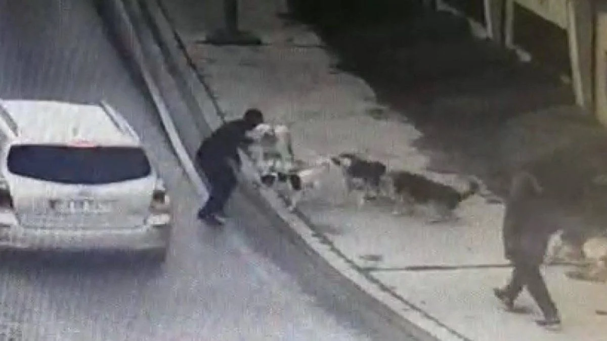6 köpek birden saldırdı!