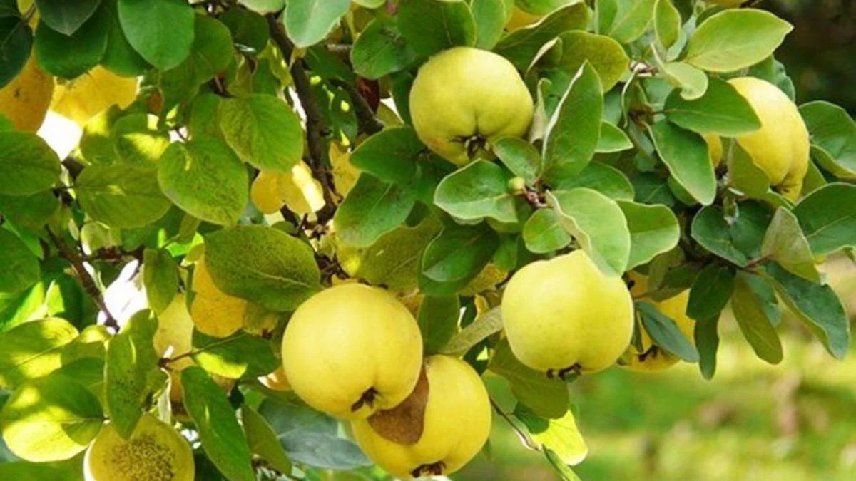 Ayva yaprağı çayı nasıl hazırlanır?