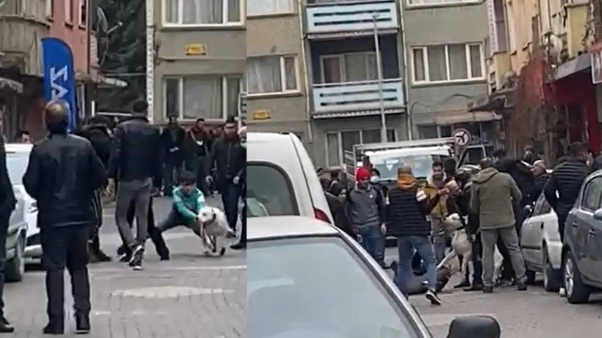 Beslediği pitbull cinsi köpeğini kalabalık grubun üzerine saldı