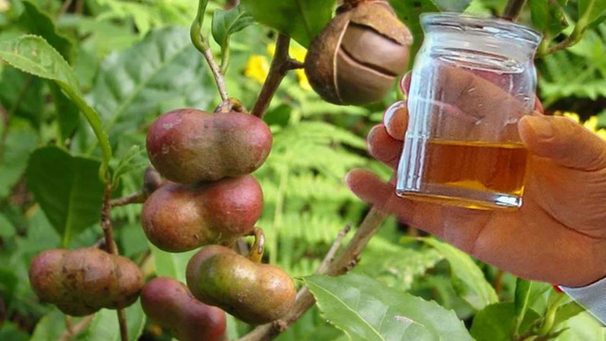 Çay tohumundan yağ üretildi; zeytinyağı ile eşdeğer