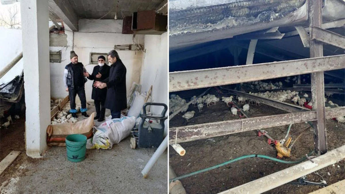 Çiftliğin çatısı çöktü; 25 bin tavuk öldü