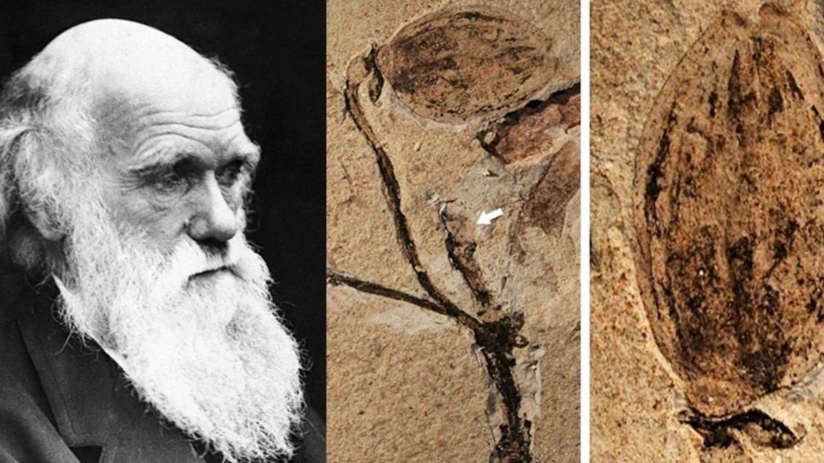 Darwin'in cevabını bulamadığı çiçeklerin gizemli evrimini aydınlatacak yeni bir fosil keşfedildi