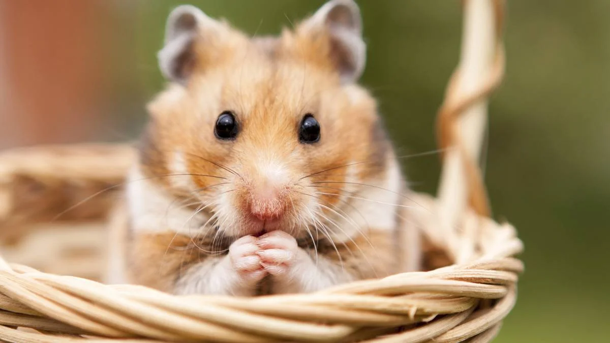 Hong Kong'da 2 bin hamster itlaf edilecek
