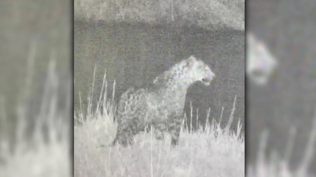 Iğdır'da leopar görüldü