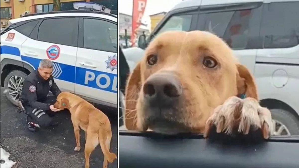 Kendisine mama veren polislerin aracını görünce peşlerine düşüyor