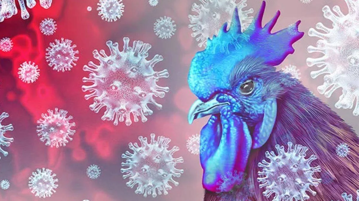Kuş gribi (Avian influenza) belirtileri neler?