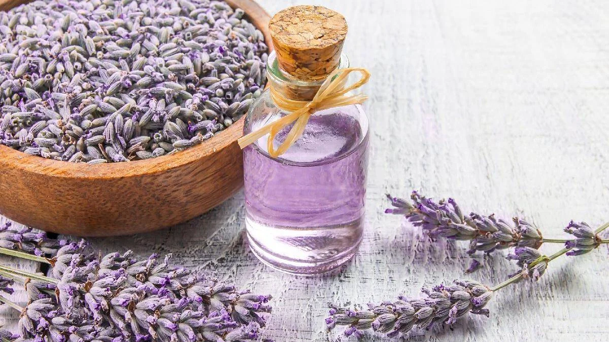 Lavanta yağı nasıl yapılır? Lavanta yağının faydaları ve zararları nelerdir?