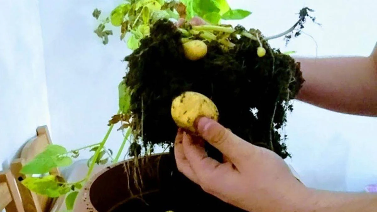 Patates evde nasıl yetiştirilir?