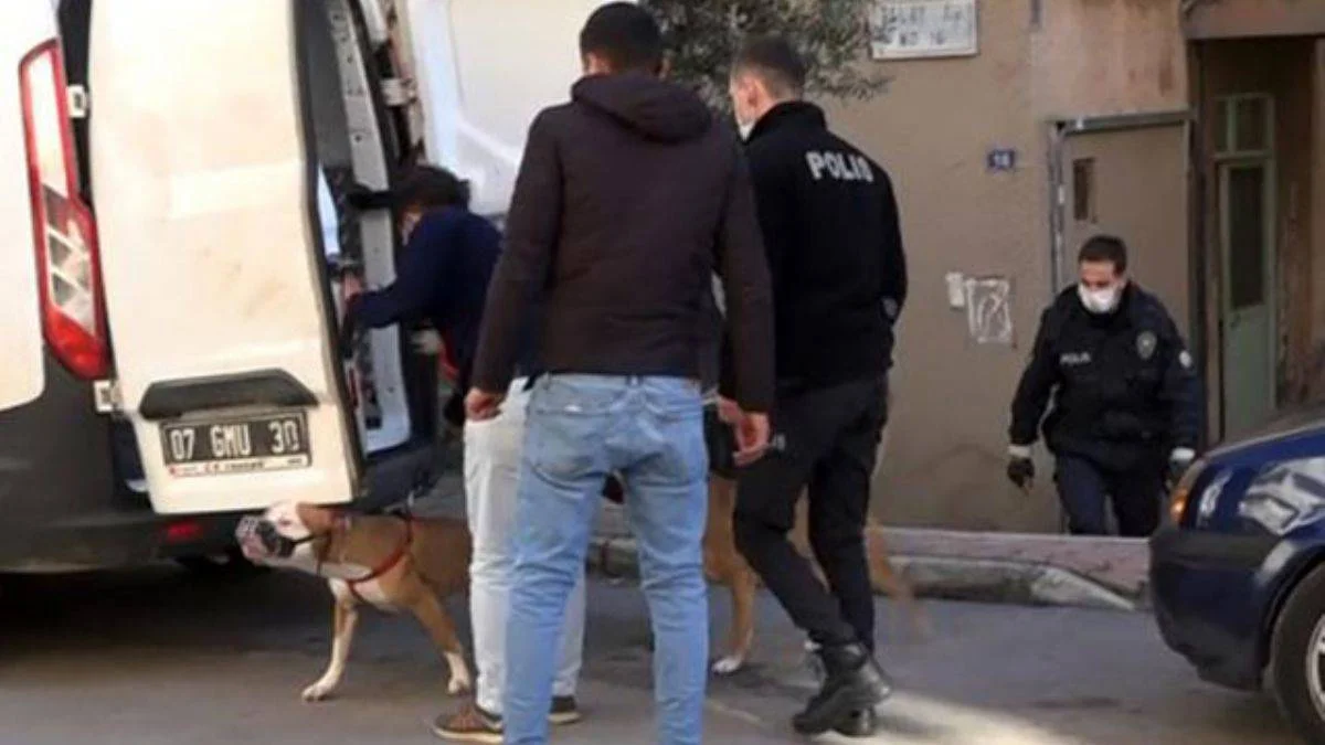 'Pitbull' saldırısı!.. Kadın canını zor kurtardı