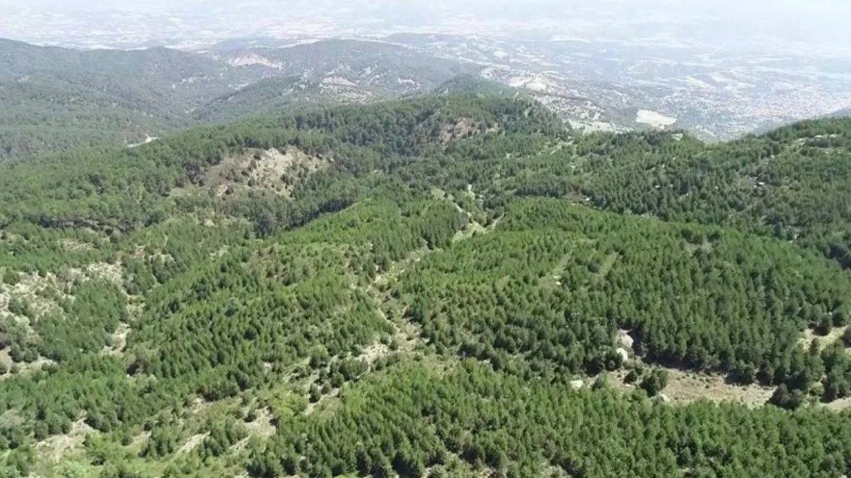 Resmi Gazete'de yayımlandı: Bazı alanlar orman sınırları dışına çıkartıldı