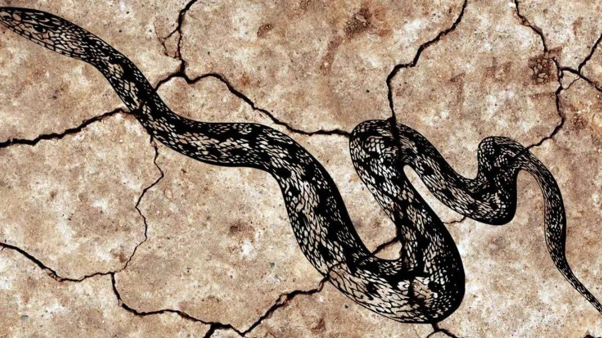 Rüyada yılan görmek ne anlama gelmektedir? Rüyada kara yılan görmek ne işaret eder?Rüyada siyah yılan görmek ne anlama gelmektedir?