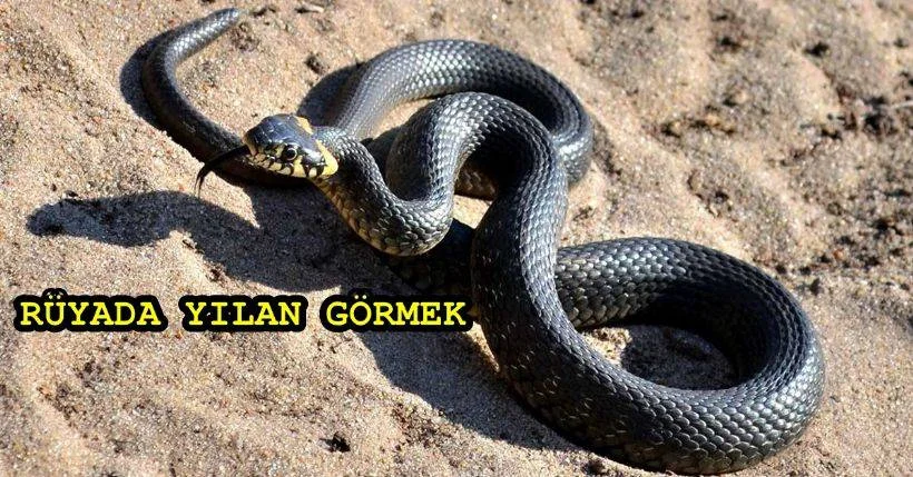 Rüyada Yılan Görmek Ne Demek?