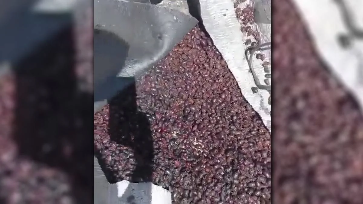 Şehri gergedan böcekleri istila etti: Adım atacak yer yok!