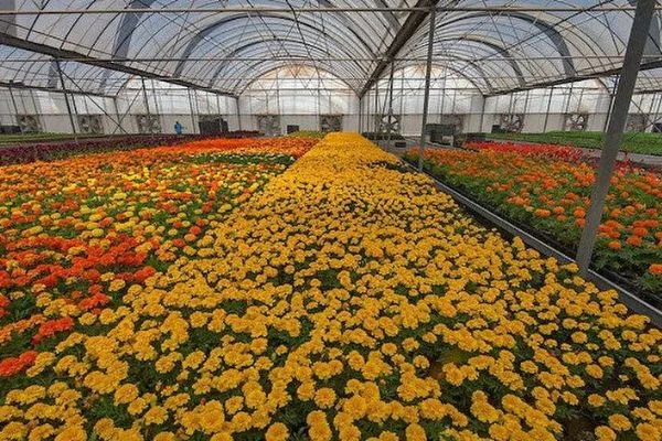 139 çeşit tıbbi aromatik ve süs bitkisine Hazine desteği! Yerli üretim, Hazine taşınmazları ile destekleniyor