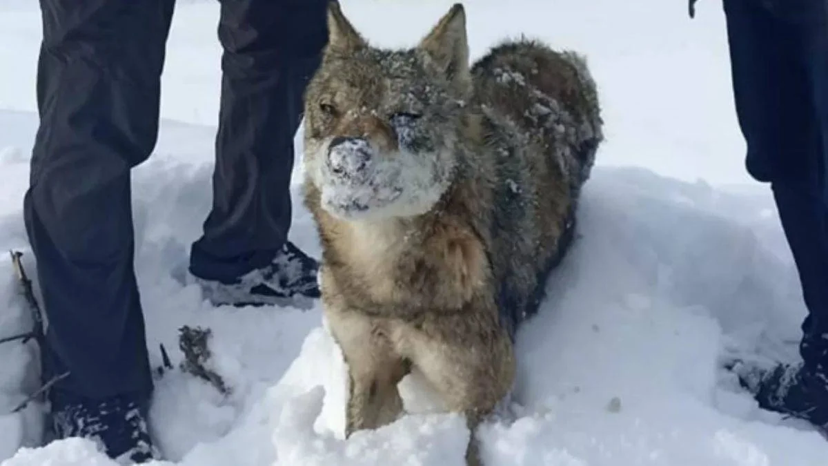 Eksi 30'ları gören hava ayakta dondurdu