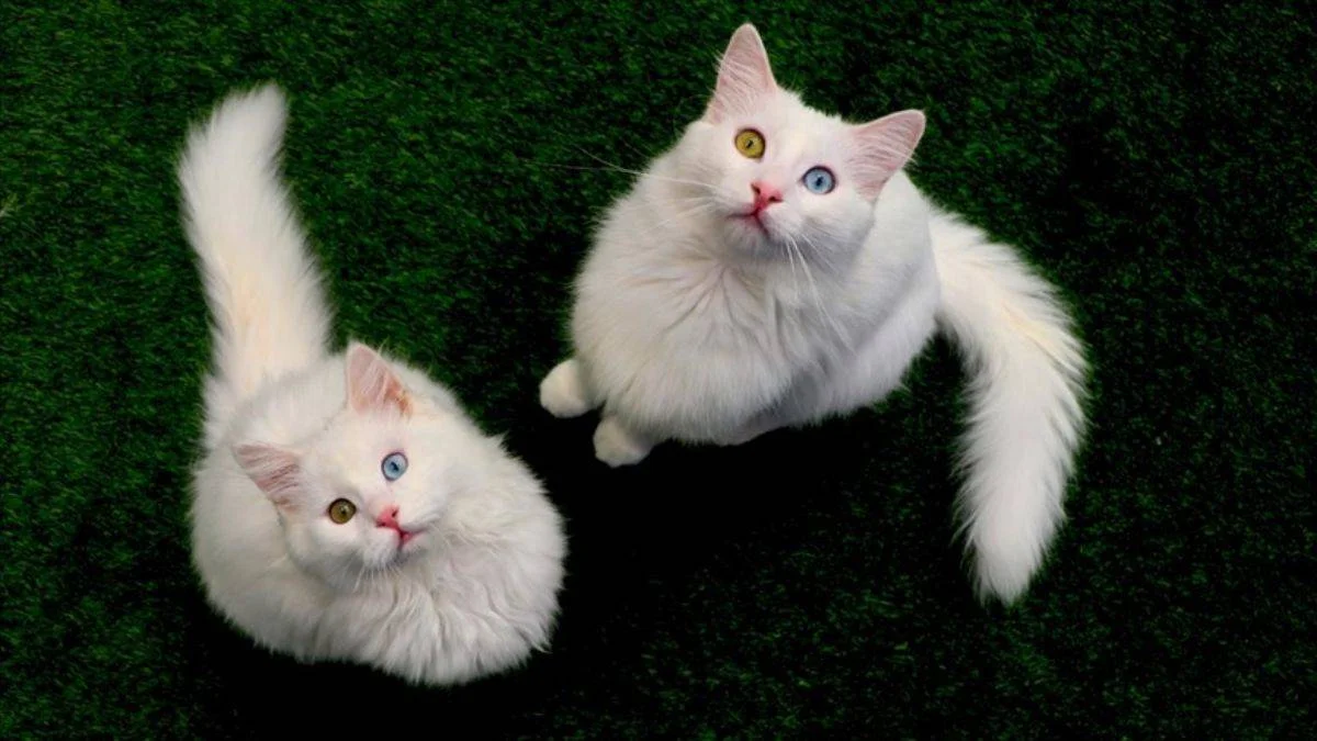 Türkiye 7 kedi türüne ev sahipliği yapıyor