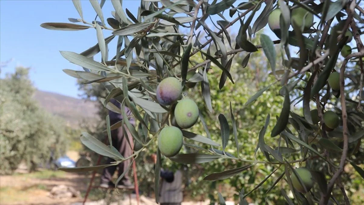 Bakanlıktan 'Zeytinlik ve sit alanları' açıklaması
