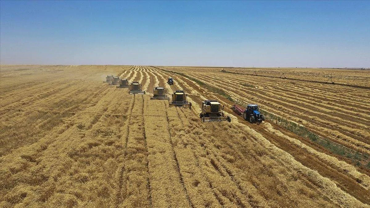 FAO: Ukrayna ekemeyecek! Gıda fiyatlarında artışı tetikleyebilir