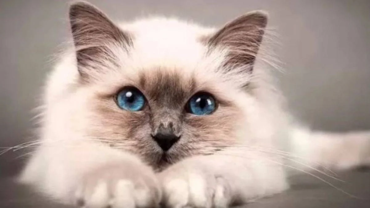 Kedi cinsleri nelerdir?