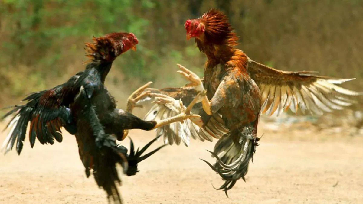 Meksika'da horoz dövüşü alanında dehşet! 19 ölü