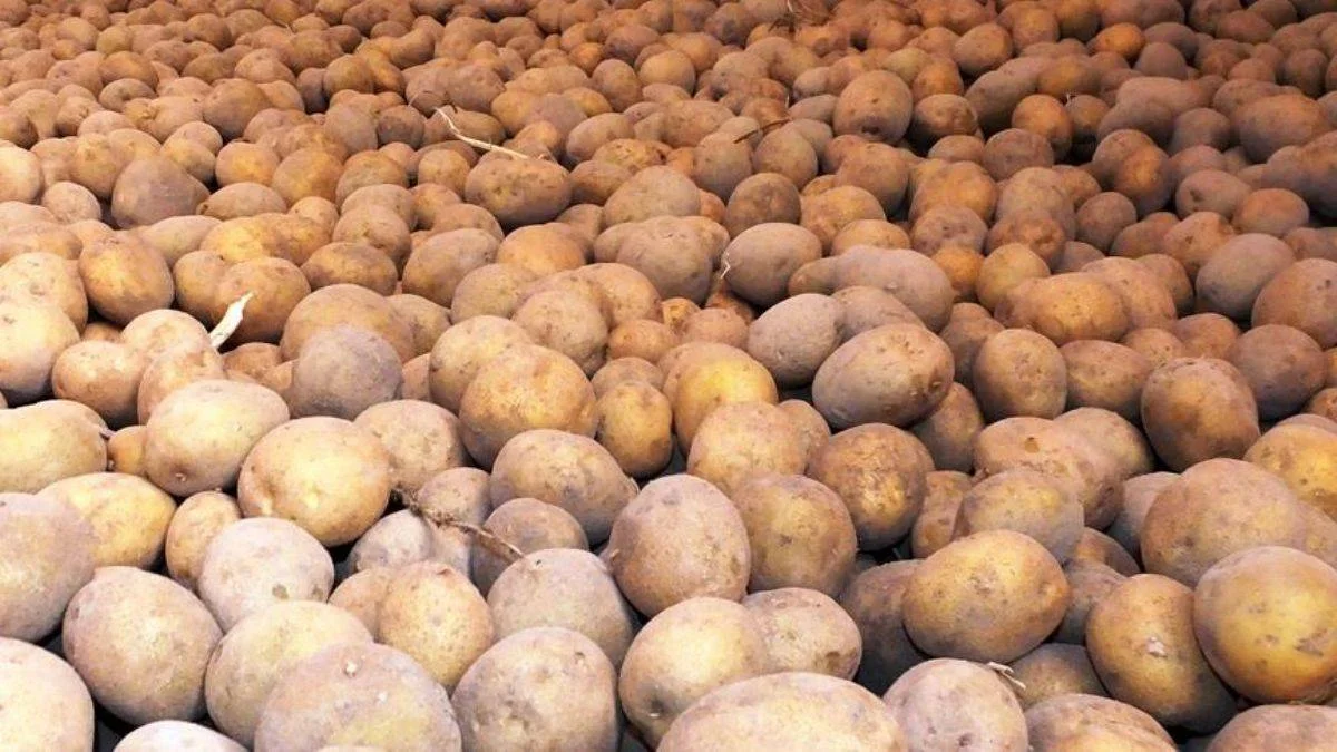Patatesin 'parmak izi' ve genetik kimliği çıkarılacak