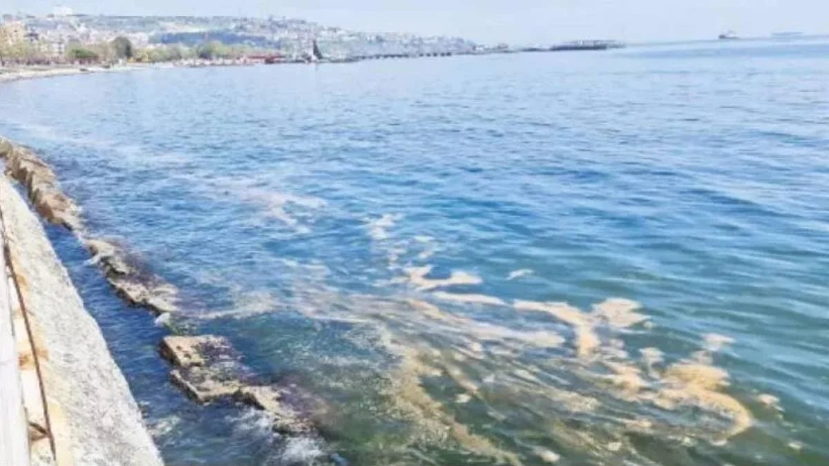 2022 Marmara'da hangi sahil ve plajlarda müsilaj var? Müsilaj (deniz salyası) hangi denizlerde var? Müsilajlı denize girilir mi?