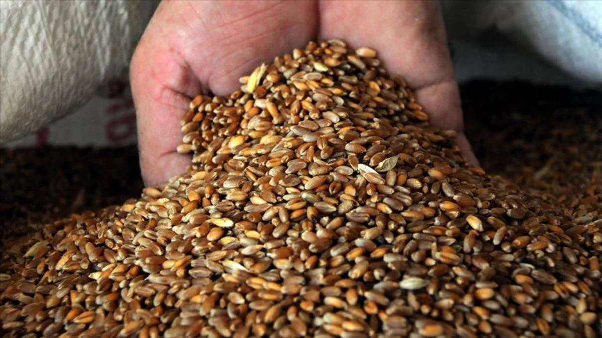 Afrika'da buğday fiyatları yüzde 60 arttı